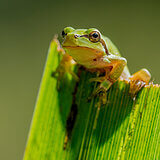 Amphibians
